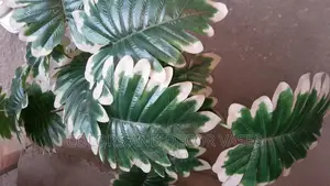 Unique Plant on Request
