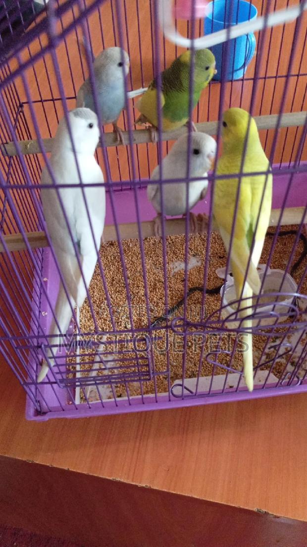 Budgies -Birds - main view