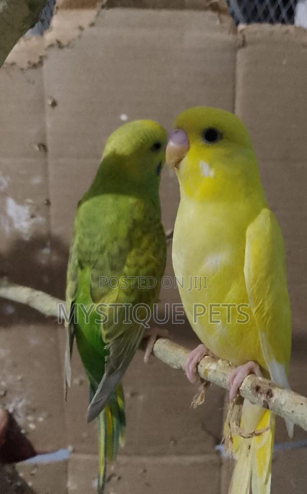 Healthy Budgies - main view