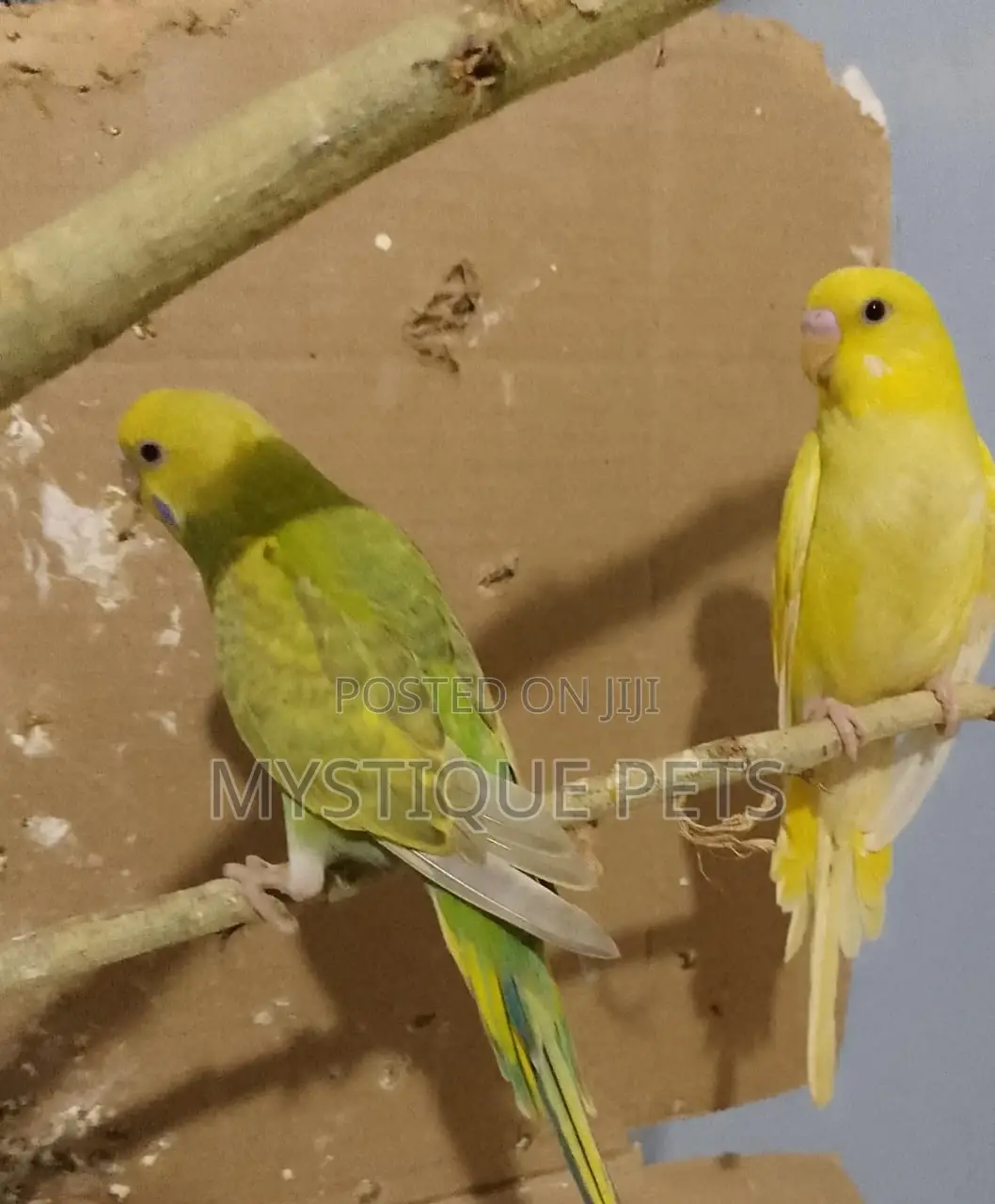 Healthy Budgies