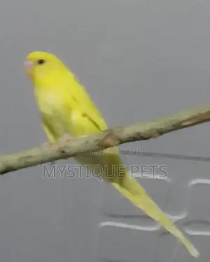 Healthy Budgies