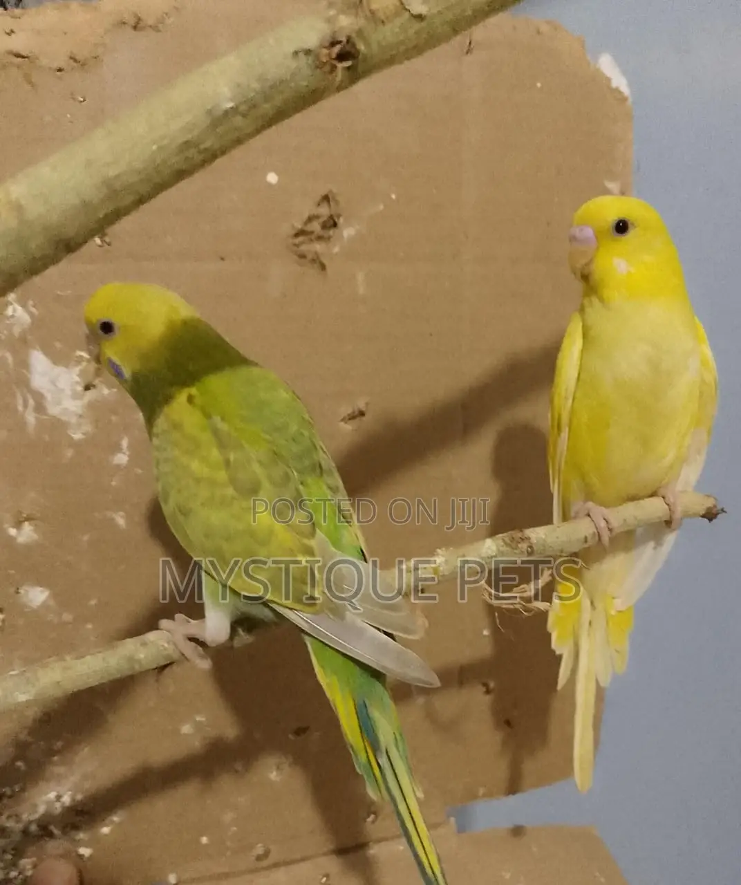 Healthy Budgies