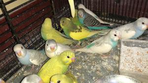 Young Budgies - thumbnail 2