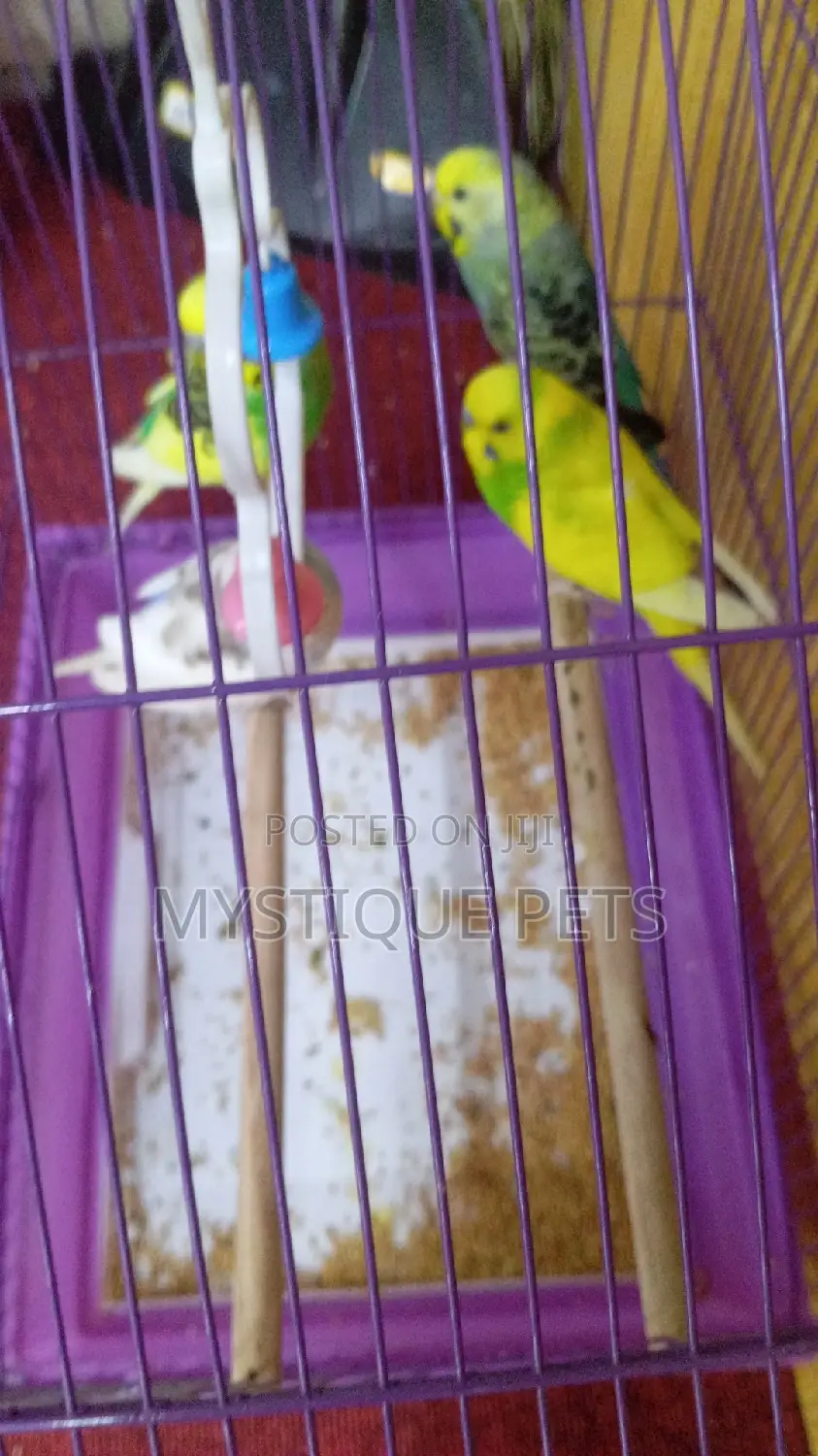 Budgies Birds.