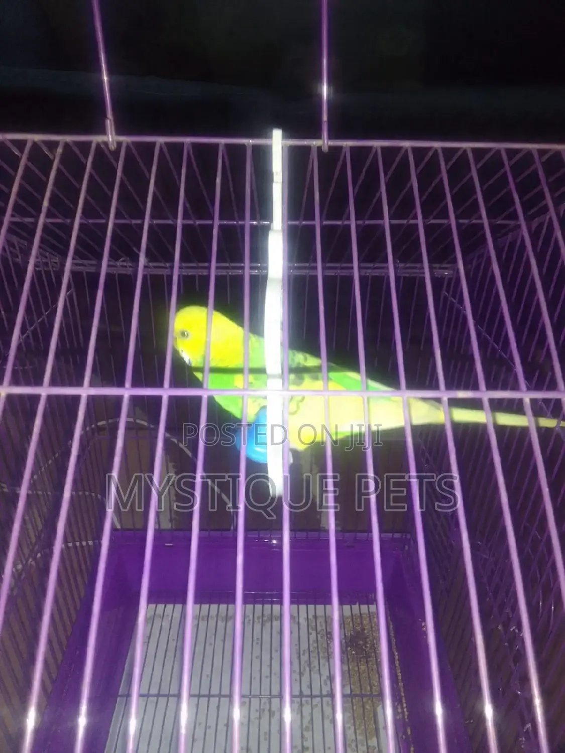 Budgies Birds.