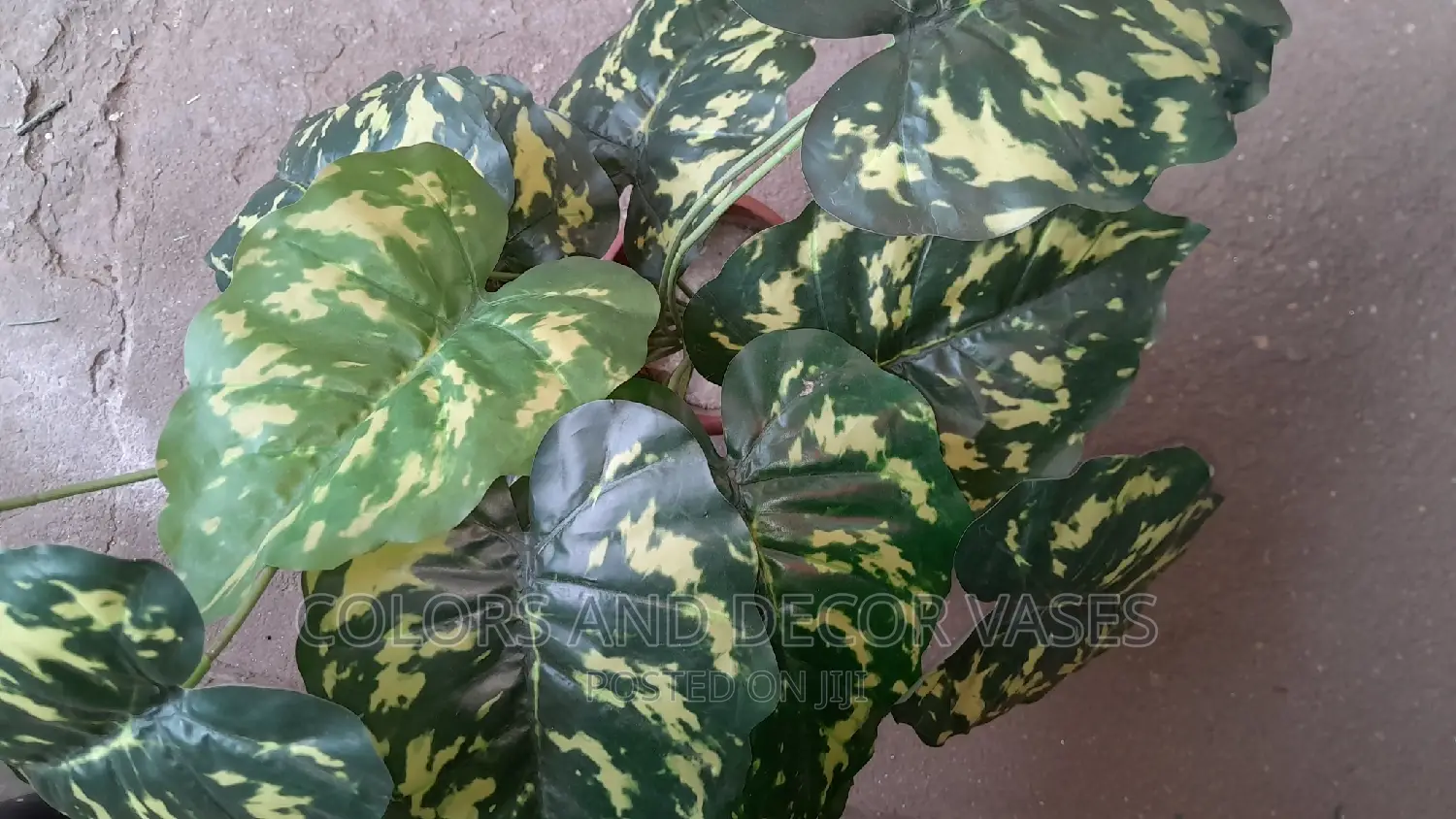 Unique Plants Available on Order