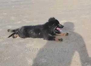 1-3 months Male Purebred German Shepherd