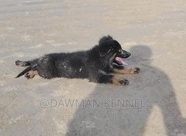 1-3 months Male Purebred German Shepherd - main view