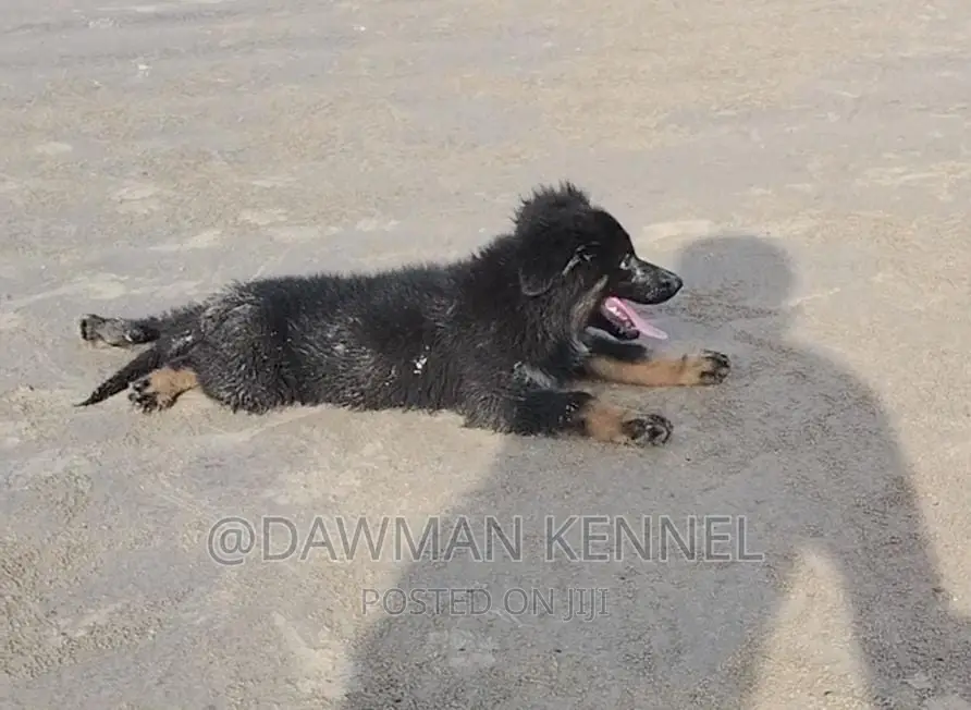 1-3 months Male Purebred German Shepherd