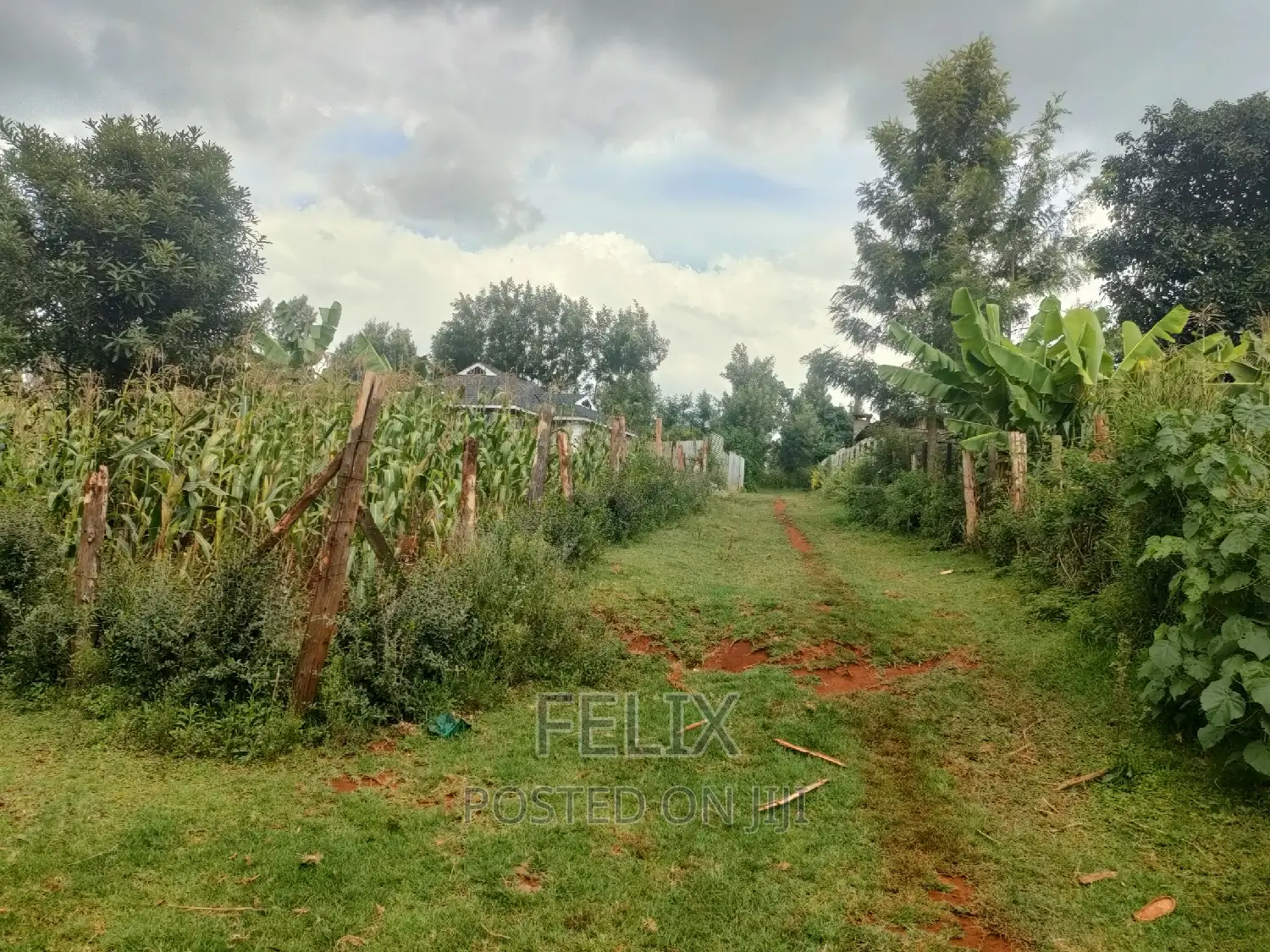 Nyeri Majengo 50/100