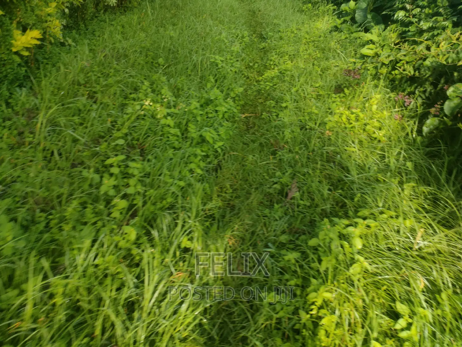 4 Acres Karatina/Kagochi University Main Tarmac