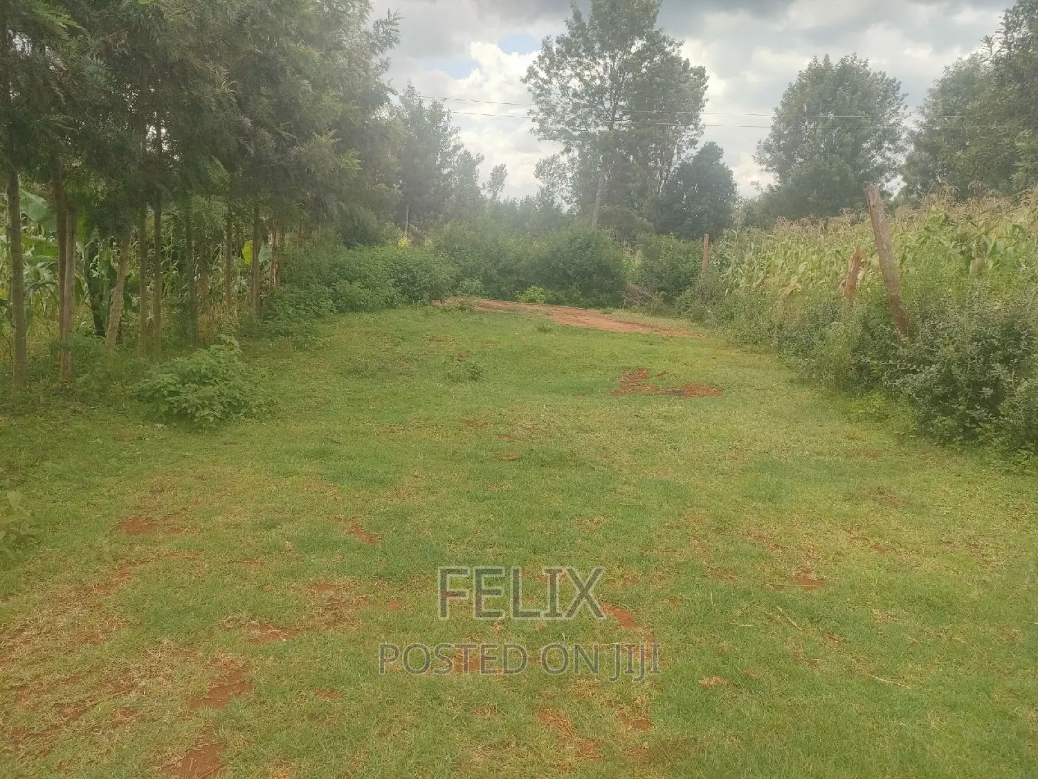 Nyeri /Giakanja 50/100
