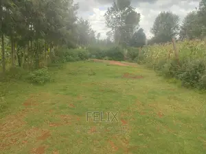 Nyeri /Giakanja 50/100