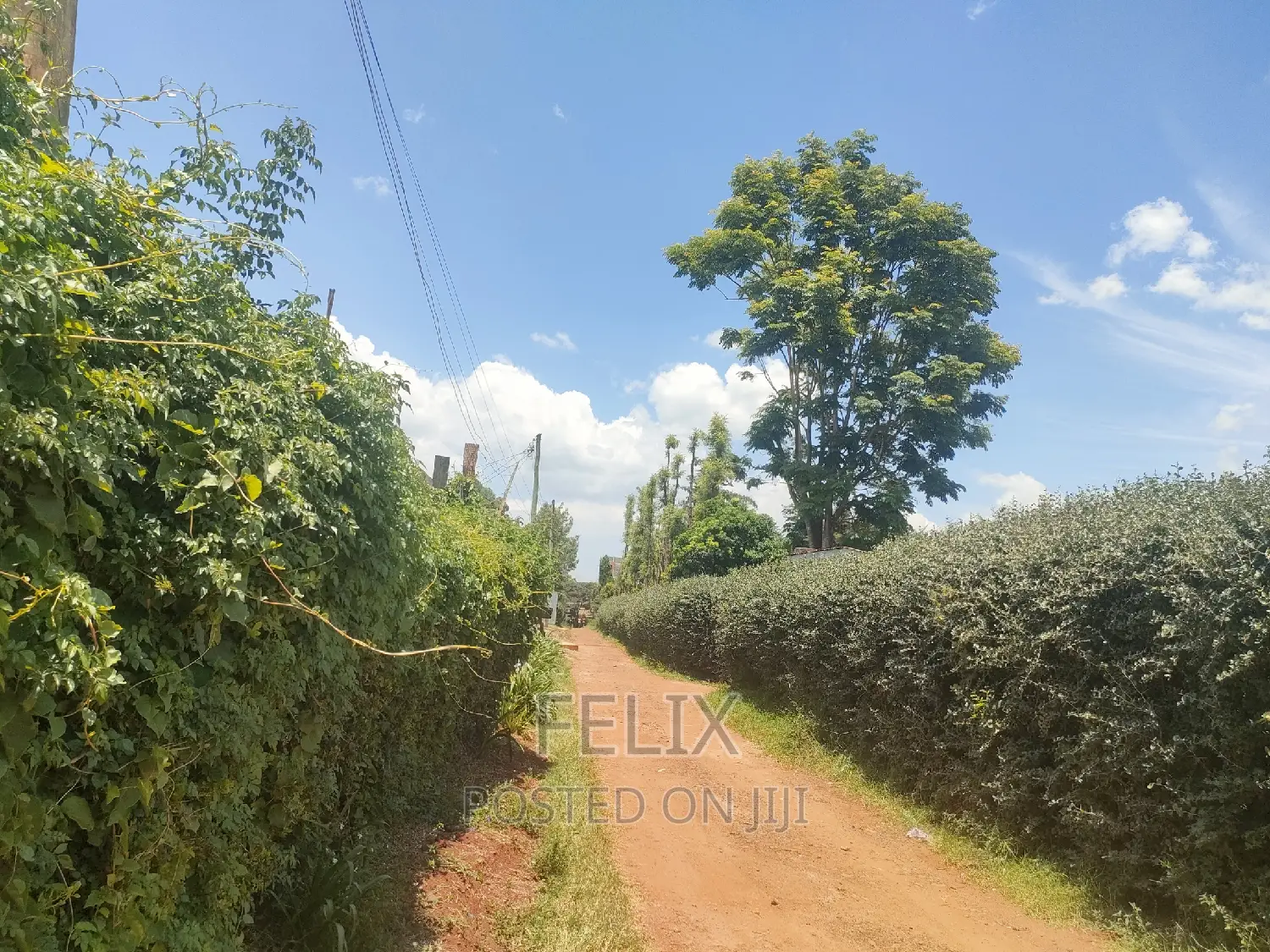 Nyeri /Giakanja 50/100