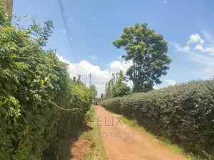 Nyeri /Giakanja 50/100