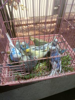 Budgie Pairs - thumbnail 2