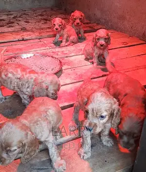 1-3 months Female Purebred Cocker Spaniel