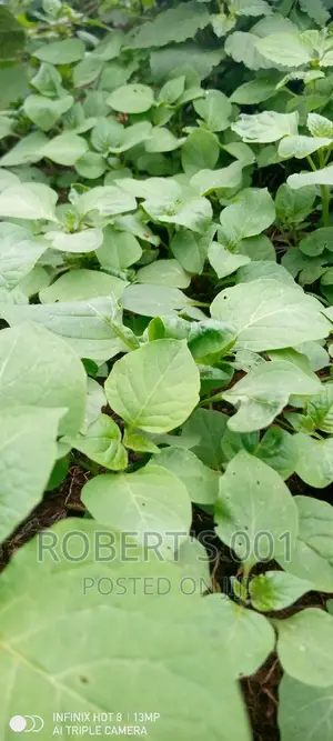 Kales, Spinach and Sukuma Wiki Seedlings