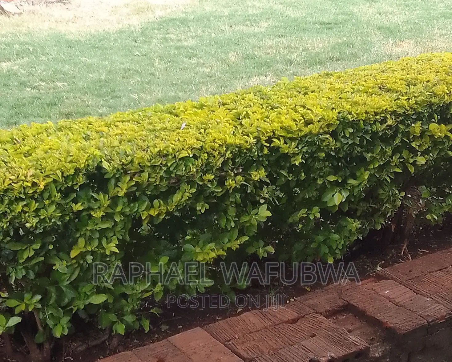 Indoor Plant Care Gardener