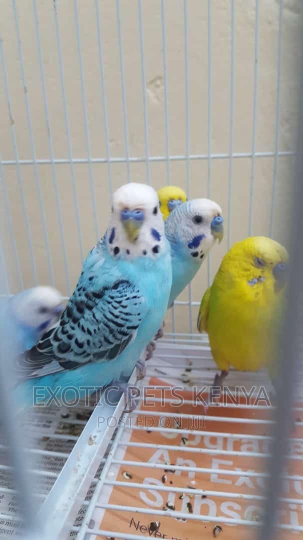 Breeding Male Budgies - main view