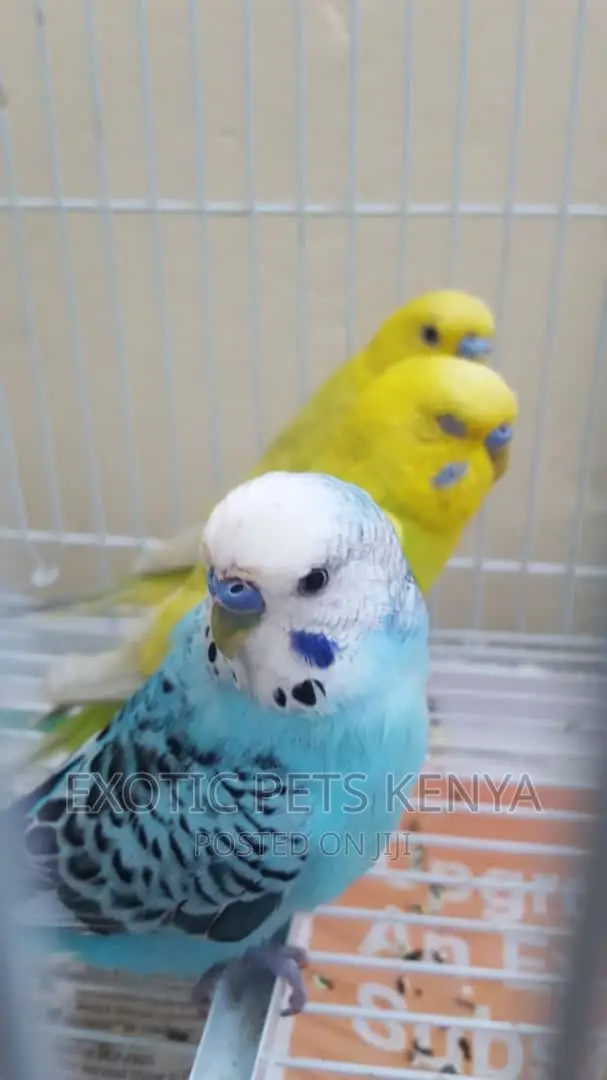 Breeding Male Budgies