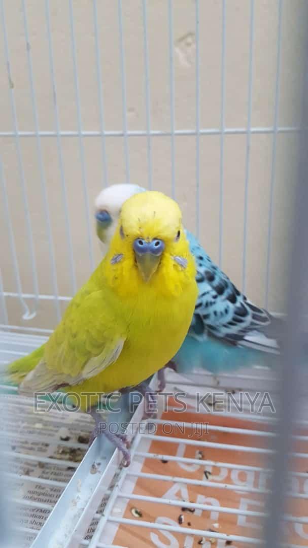 Breeding Male Budgies - thumbnail 3