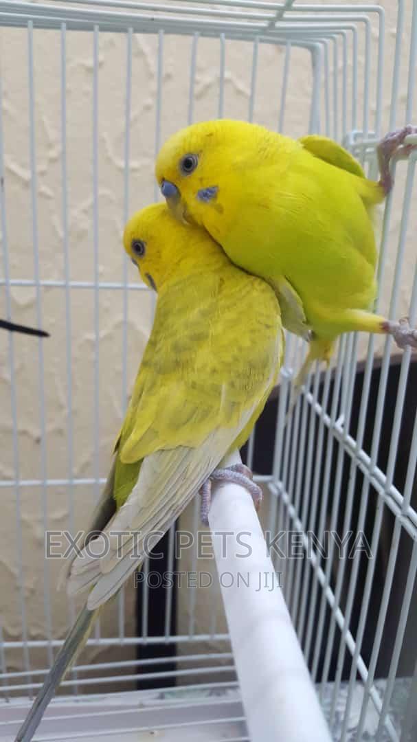 Breeding Male Budgies - thumbnail 2