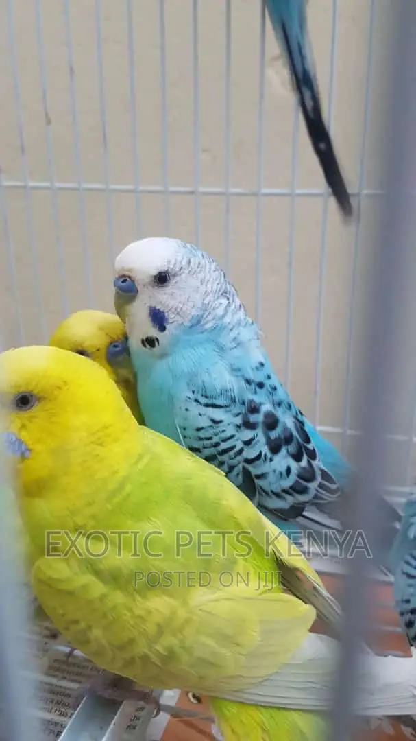 Breeding Male Budgies