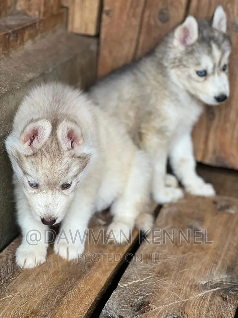 1-3 months Male Purebred Siberian Husky