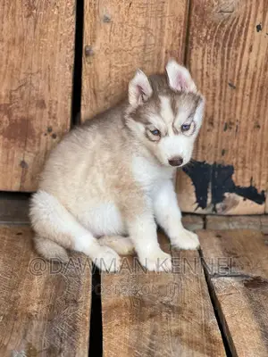 1-3 months Male Purebred Siberian Husky