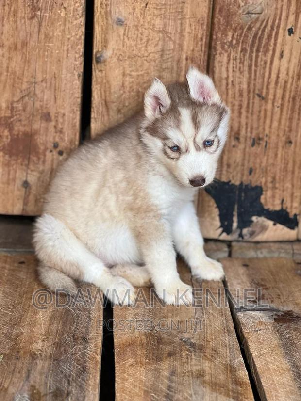 1-3 months Male Purebred Siberian Husky