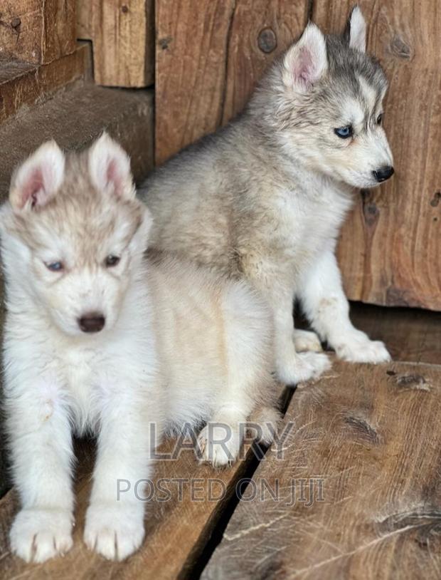 1-3 months Female Purebred Siberian Husky