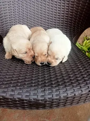 1-3 months Male Purebred Labrador Retriever