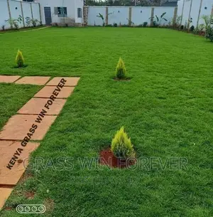 Arabic Grass Pemba Green Zibabwe Capet Grass Is Available