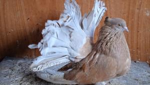 Male Brown Fantail - thumbnail 2