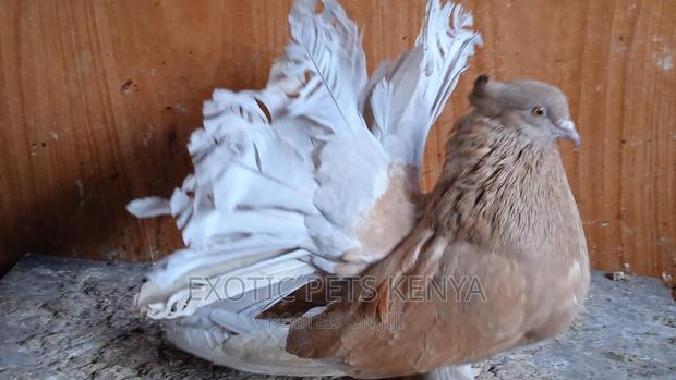 Male Brown Fantail - main view