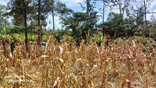 One Acre in Kenol Muranga County - thumbnail 2