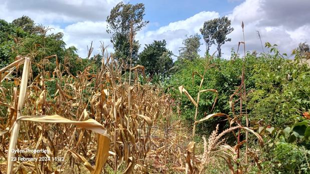 One Acre in Kenol Muranga County - thumbnail 5