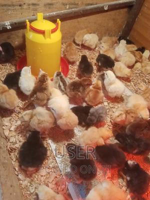 Kienyenji Chicks - main view