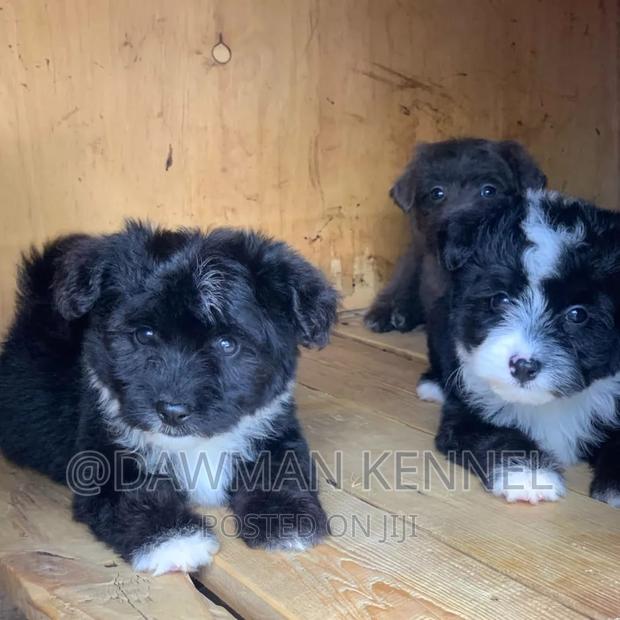 1-3 months Female Purebred Havanese - main view