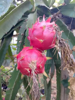 Dragon Fruit Quality Seedlings And Other Fruits