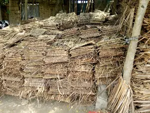 Makuti From Malindi for Sale