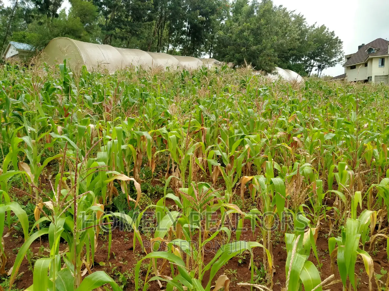 Half-Acre Plot in Ngong, Along Lemiso Rd Touching Tarmac