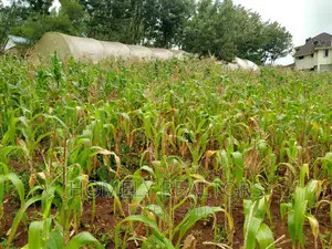 Half-Acre Plot in Ngong, Along Lemiso Rd Touching Tarmac