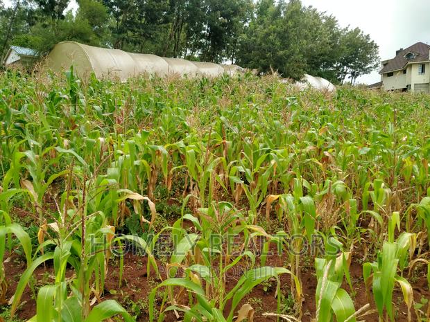 Half-Acre Plot in Ngong, Along Lemiso Rd Touching Tarmac - thumbnail 6