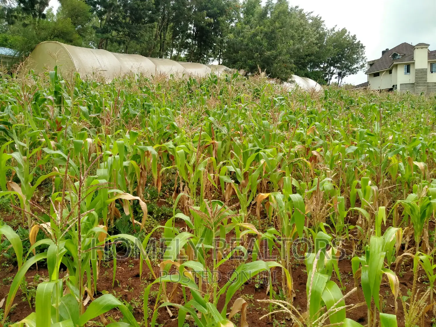 Half-Acre Plot in Ngong, Along Lemiso Rd Touching Tarmac