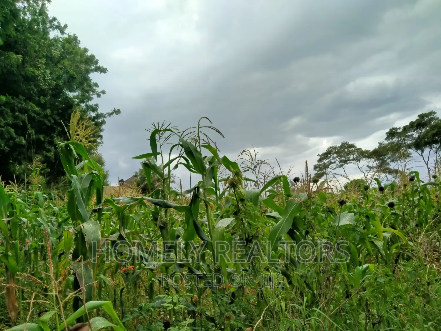 Half-Acre Plot in Ngong, Along Lemiso Rd Touching Tarmac