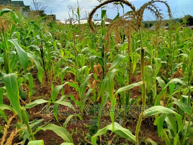 Residential Quarter Acre Plot in Ngong, Maragara. Red Soil - thumbnail 4