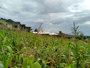 Residential Quarter Acre Plot in Ngong, Maragara. Red Soil - thumbnail 2