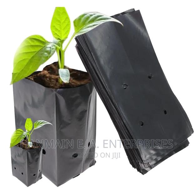 Seedlings Bags For All Trees Avocado, Coffee, Tea, Mango Etc - thumbnail 3